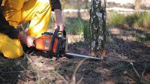 Why Choose Our Tree Removal Services in North Mankato, MN?