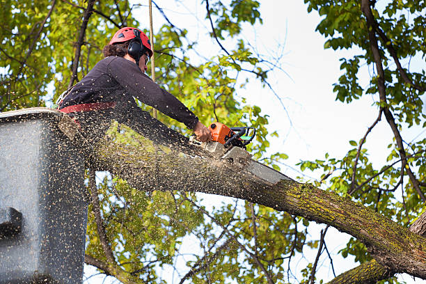 North Mankato, MN  Tree Services Company